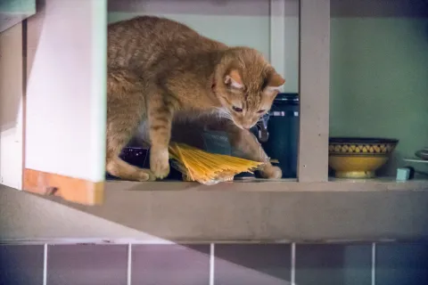 Рождество кота Боба — кадр 9