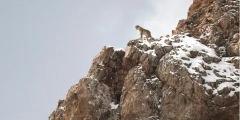 В поисках снежного барса — кадр 1