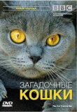 BBC: Загадочные кошки смотреть онлайн бесплатно