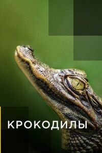 Крокодилы